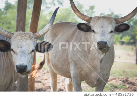 Hungarian Grey Cattle Hungarian Grey Cattle 48581736