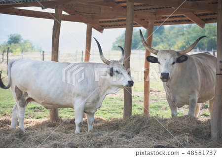 Hungarian Grey Cattle Hungarian Grey Cattle 48581737