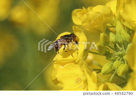 Kigoshi Hanaabu and rape blossoms 48582790