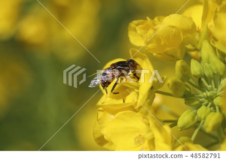 Kigoshi Hanaabu and rape blossoms 48582791