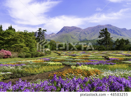 Spreading flower garden and blue sky Spreading flower garden and blue sky 48583255
