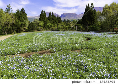 Spreading flower garden and blue sky Spreading flower garden and blue sky 48583293