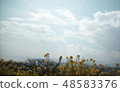 rape, rape blossoms, yellow flower 48583376