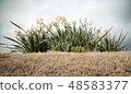 daffodil, narcissus, daffodils 48583377