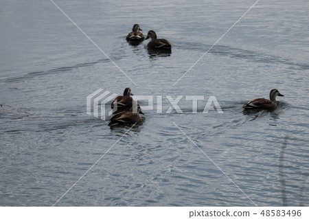 Waterfowl of Yamaguchi-no-river Waterfowl of Yamaguchi-no-river 48583496