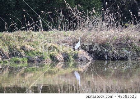 Waterfowl of Yamaguchi-no-river Waterfowl of Yamaguchi-no-river 48583528