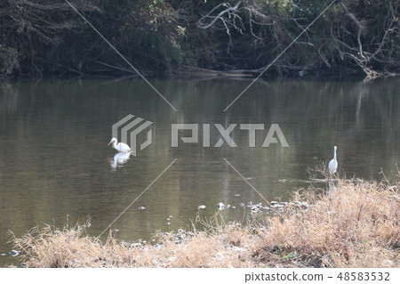 Waterfowl of Yamaguchi-no-river Waterfowl of Yamaguchi-no-river 48583532