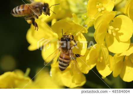 蜜蜂和油菜花 蜜蜂和油菜花 48584004