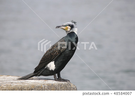 Cormorant 48584007