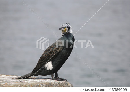 Cormorant 48584009