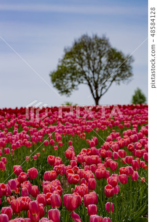 Tulip in the tulip field Sera Highland Farm 48584128