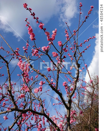 Plum and blue sky 48584154