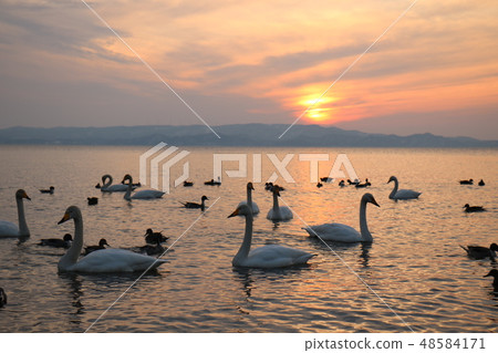 Sunset and swan from Shida Beach of Inawashiro Lake in Fukushima Prefecture 48584171