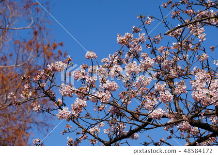 Tamanawa Sakura Tamanawa-zakura cherry 48584172