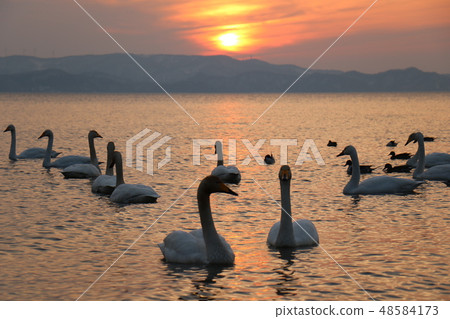 Sunset and swan from Shida Beach of Inawashiro Lake in Fukushima Prefecture 48584173