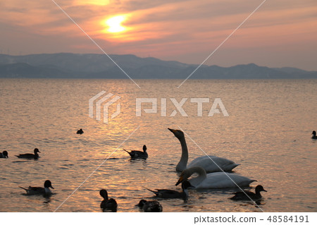 Sunset and swan from Shida Beach of Inawashiro Lake in Fukushima Prefecture 48584191