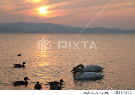 Sunset and swan from Shida Beach of Inawashiro Lake in Fukushima Prefecture 48584192