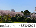 櫻花在公園裡 48584203