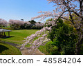 櫻花在公園裡 48584204