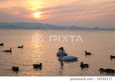 Sunset and swan from Shida Beach of Inawashiro Lake in Fukushima Prefecture 48584217