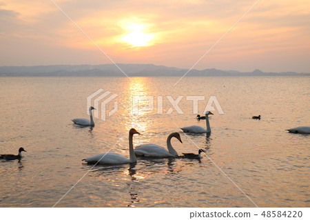 Sunset and swan from Shida Beach of Inawashiro Lake in Fukushima Prefecture 48584220