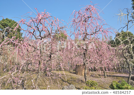 The weeping plum of Kyo The weeping plum of Kyo 48584257
