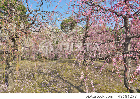 The weeping plum of Kyo The weeping plum of Kyo 48584258
