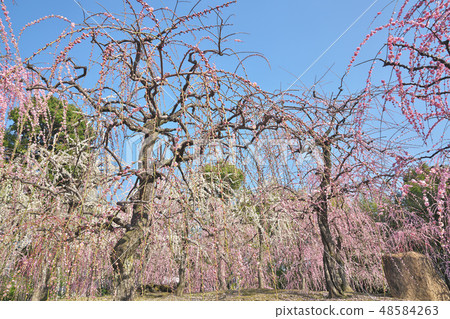 The weeping plum of Kyo 48584263