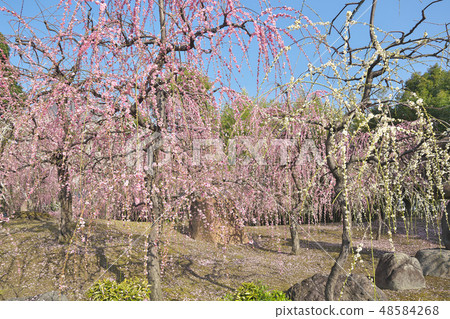 The weeping plum of Kyo 48584268