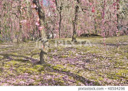 The weeping plum of Kyo The weeping plum of Kyo 48584296