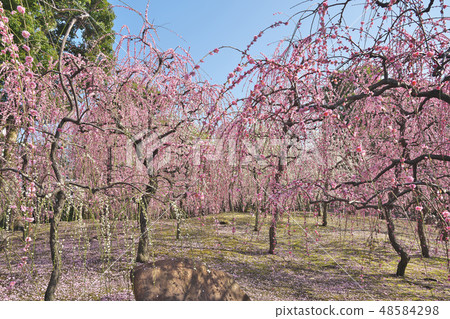 The weeping plum of Kyo 48584298