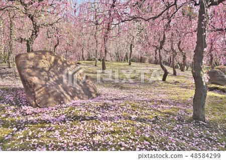 The weeping plum of Kyo The weeping plum of Kyo 48584299