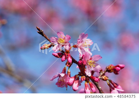 Okame櫻桃Okame櫻桃 48584375