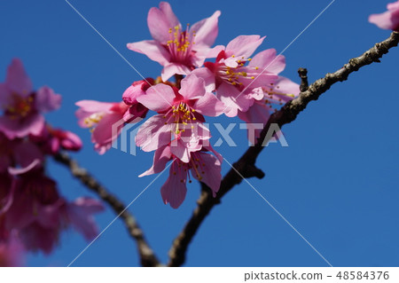 Okame櫻桃Okame櫻桃 48584376