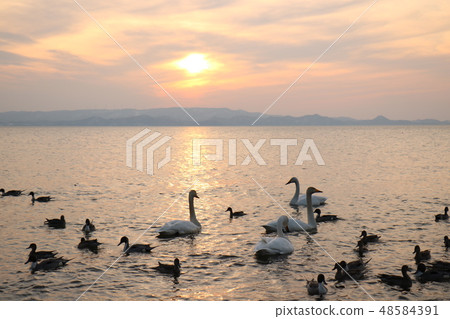 Sunset and swan from Shida Beach of Inawashiro Lake in Fukushima Prefecture 48584391