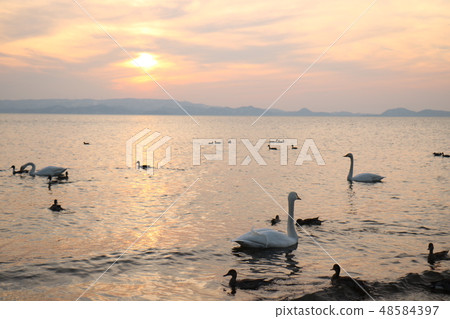 Sunset and swan from Shida Beach of Inawashiro Lake in Fukushima Prefecture Sunset and swan from Shida Beach of Inawashiro Lake in Fukushima Prefecture 48584397