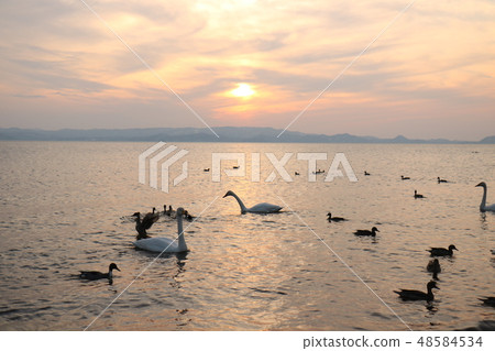 日落和天鵝從Inawashiro湖Shida海灘在福島縣 48584534