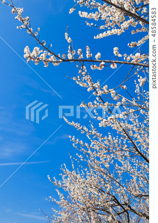 [神奈川縣]蘇加·拜林 48584583