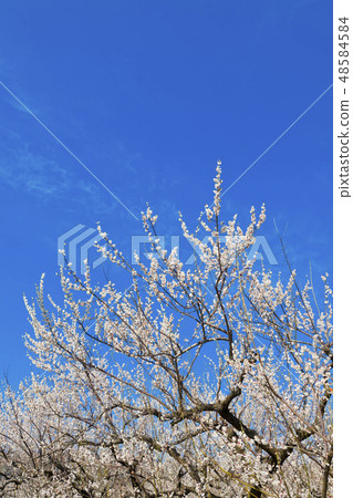 [神奈川縣]蘇加·拜林 48584584