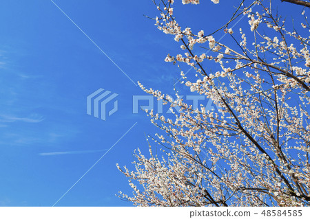 [Kanagawa Prefecture] Soga Bairin 48584585