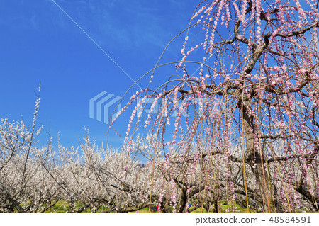 [Kanagawa Prefecture] Soga Bairin 48584591