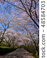 櫻花路 48584703