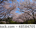 櫻花 48584705