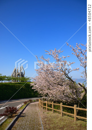 Cherry Blossoms	 48584712