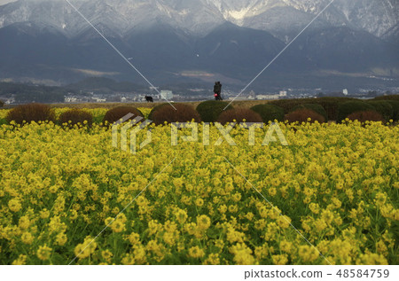 Walk in Rapeseed field on the shore of Lake Biwa 48584759