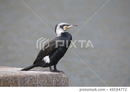 Cormorant 48584772