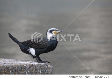 Cormorant 48584775
