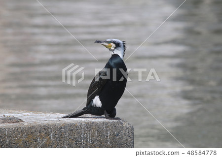 Cormorant 48584778