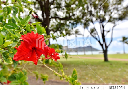 夏威夷的假期 48584954