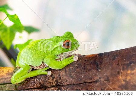 Moria鷗青蛙 Moria鷗青蛙 48585166